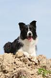 BORDER COLLIE 501